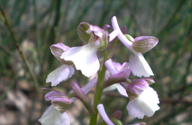 orchidee del perugino